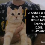 British Tabby twins large size Breed in Al Ain