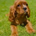 Top King Charles Cavalier in RAK City