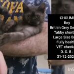 British Tabby shorthair in Al Ain
