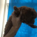 Toy poodle dark red in Dubai