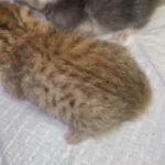 4 Kittens With Mather in Abu Dhabi
