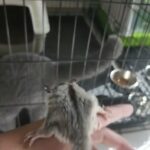 Home raised Sugar gliders for sale in Dubai
