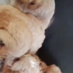Shihpoo available 🐶🐶 in Dubai