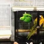 امازون يلو ناب الحجم جامبو عمره اربع شهور السعر 6000 in Al Ain