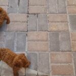Red poodle litter in Dubai