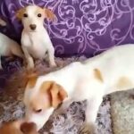 (SOLD All )Jack Russell in Abu Dhabi