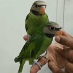 mostache parakeet in Dubai