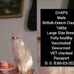 British Tabby shorthair large size Breed in Al Ain