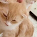 Nice Cat For Sale in Dubai