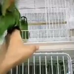 مكاو القزم 2000 المكان العين العمر ثلاث اشهر in Al Ain