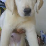 cream labrador in Dubai