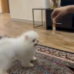 Imported 5 months old male Pomeranian in Dubai