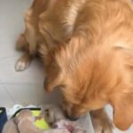 Chineese Lineage Golden Puppies in Dubai