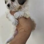 Shitzu in Dubai