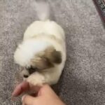 Shitzu Puppies in Sharjah