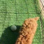 **SPECIAL OFFER**RED TOY POODLE 3 MONTHS OLD PUPPY in Dubai