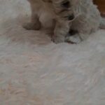 CUTE MINI MALTIPOO FEMALE HOME RAISED HEALTHY PUPPY in Dubai