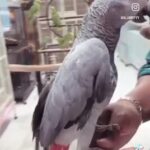 كاسكو العمر سنه معاه كم كلمه 1900 in Al Ain