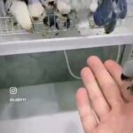 لافبيرد طيران حر 150 الحبه in Al Ain