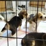 beagle puppies بيجل جراوي in Sharjah