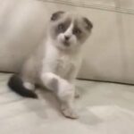 Scoutch Fold Male in Ajman