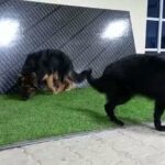 German shepherd male and female in Fujairah