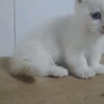 munchkin kitten in Fujairah