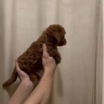 show quality toy poodle in Dubai
