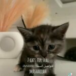 6 cats for sale in Sharjah