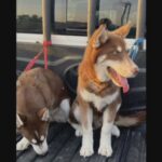 4 Huskies 2 Adults With there Puppies in Al Ain