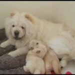 Chowchow Puppies For Reservation in Dubai