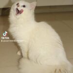 Turkish angora female kitten in Dubai