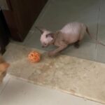 Sphynx Kitten in Dubai