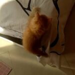 pure Turkish angora kitten! (will negotiate price:) in Ajman
