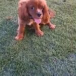 Top Imported Parents Cavalier King Charles in RAK City