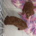 Toy poodle red color in Dubai