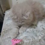 قطة انثى شيرازية in Ajman