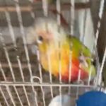 Conure Chics SOLD in Dubai