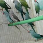 درة ازواج ماشاءالله صحتها ممتازة محجلة طيور مزارع in Ajman