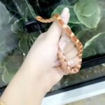 Baby Corn Snake For Sale in Sharjah