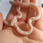 baby corn snake. morph : snow ghost . 0545728301 in Dubai