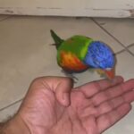 extremely friendly and tamed rainbow lory. 0545728301 in Dubai