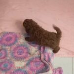 show quality Toy poodle in Dubai
