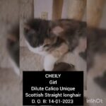 Dilute calico Scottish Straight longhair girl in Al Ain