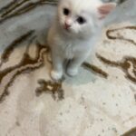 kitten for adoption in Abu Dhabi