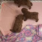 pure toy poodle in Dubai