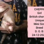 Unique British Shorthair mini Size Breed in Al Ain