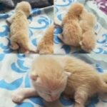 1 month old shirazi kittens for sale .850 aed. 0545728301 in Dubai