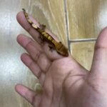Crested Gecko Baby . in Dubai