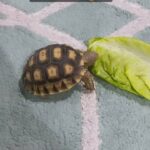 cute Sulcata tortoise 😍🐢 0545728301 in Dubai